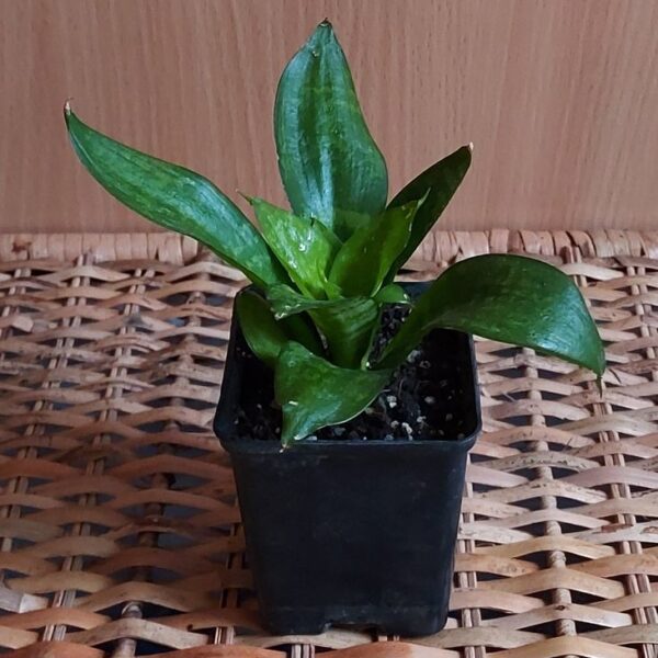 gallery-item