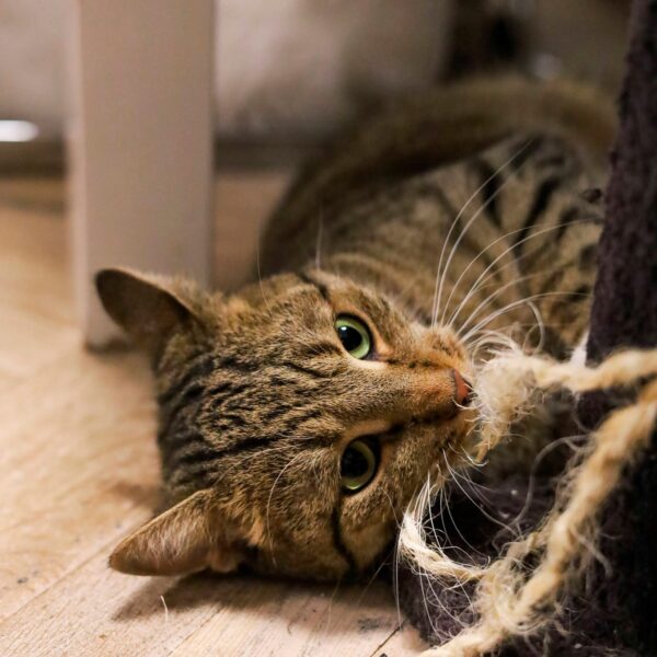 gallery-item