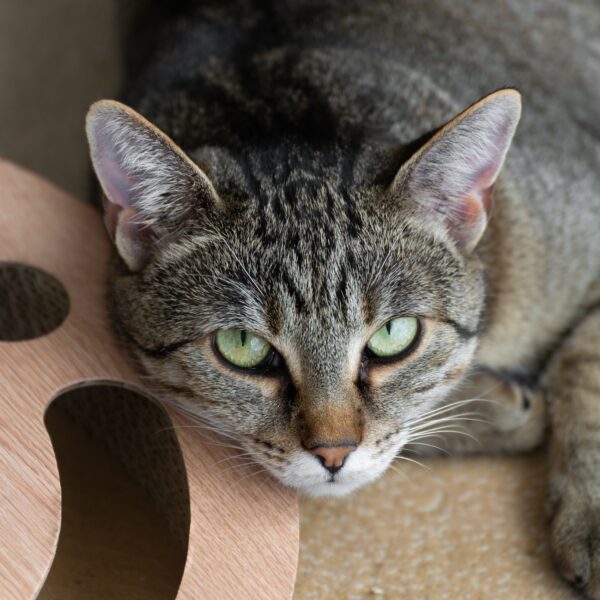 gallery-item
